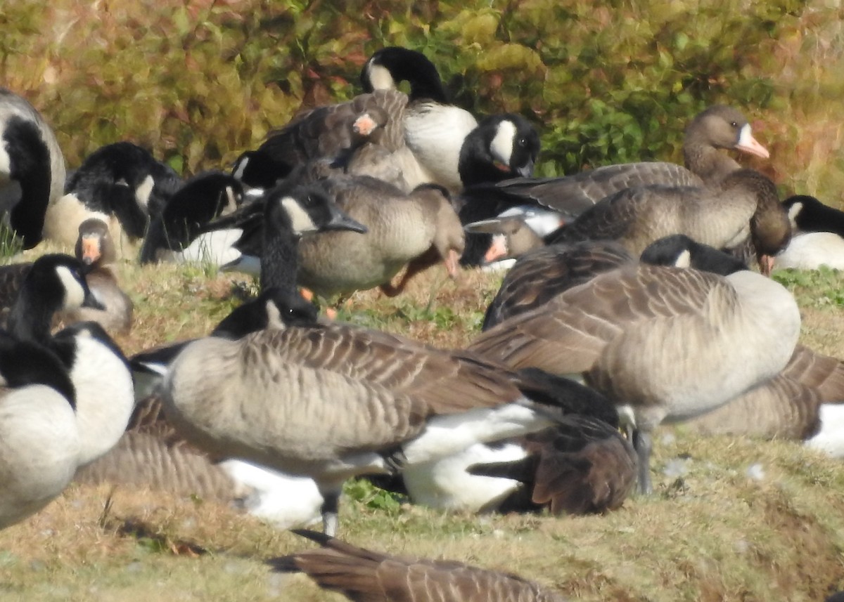 Greater White-fronted Goose - ML644042841