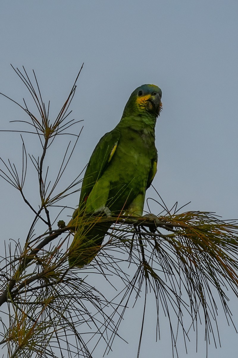 Orange-winged Amazon - ML644042845