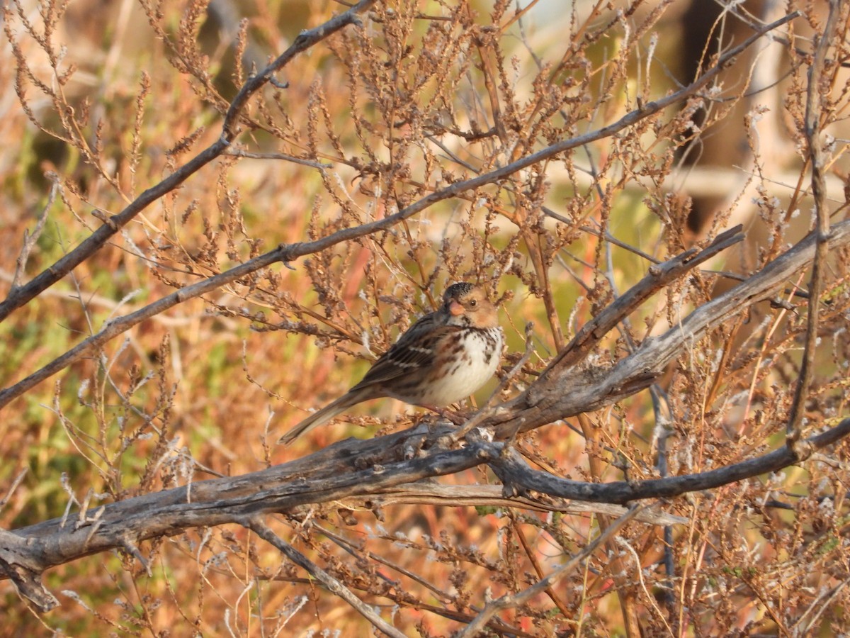 Harris's Sparrow - ML644042853