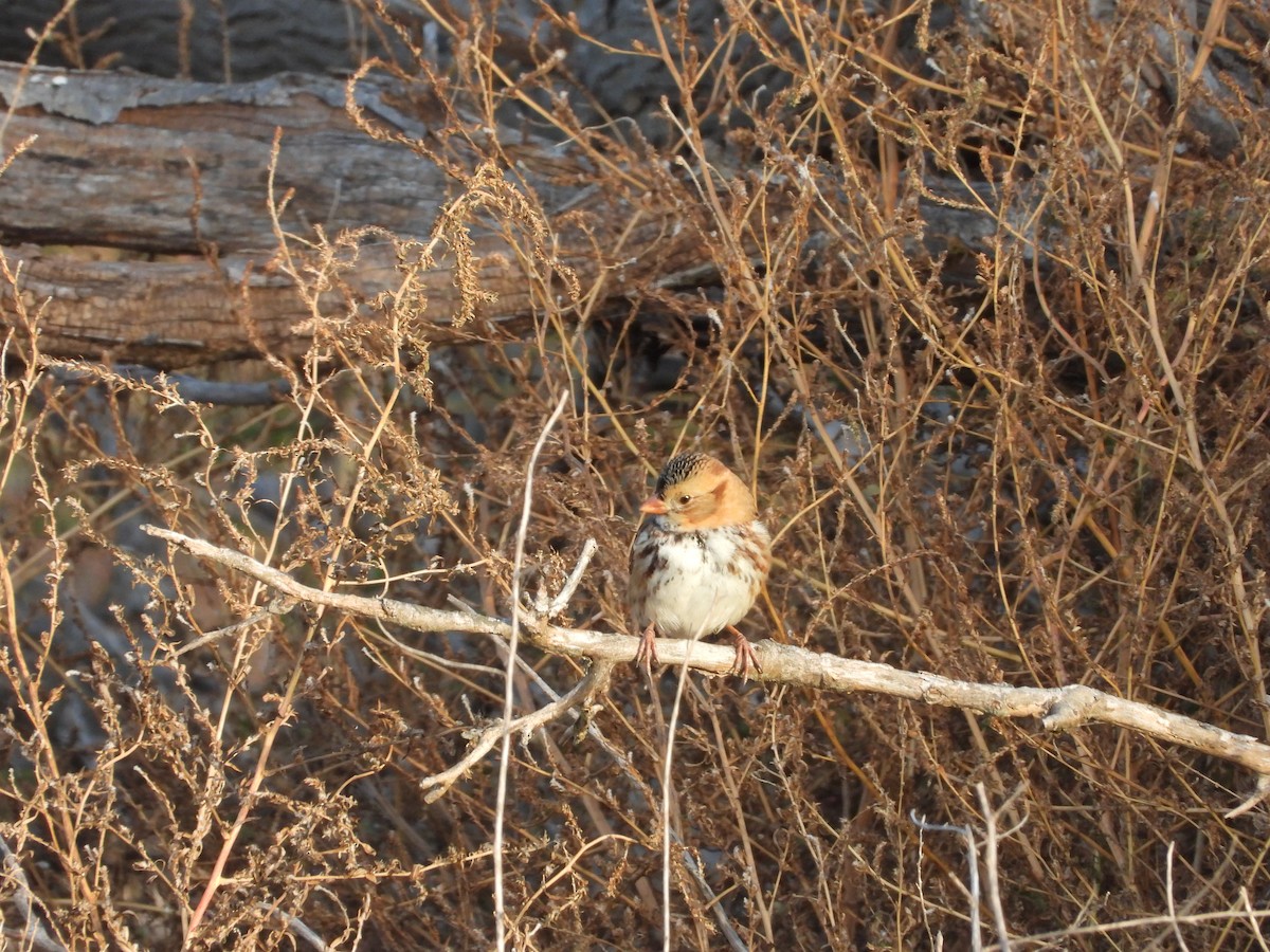 Harris's Sparrow - ML644042856