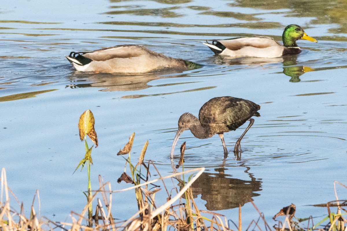 Mallard - ML644042864