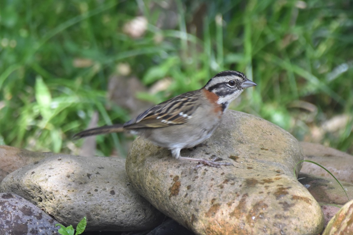 Rufous-collared Sparrow - ML644042873