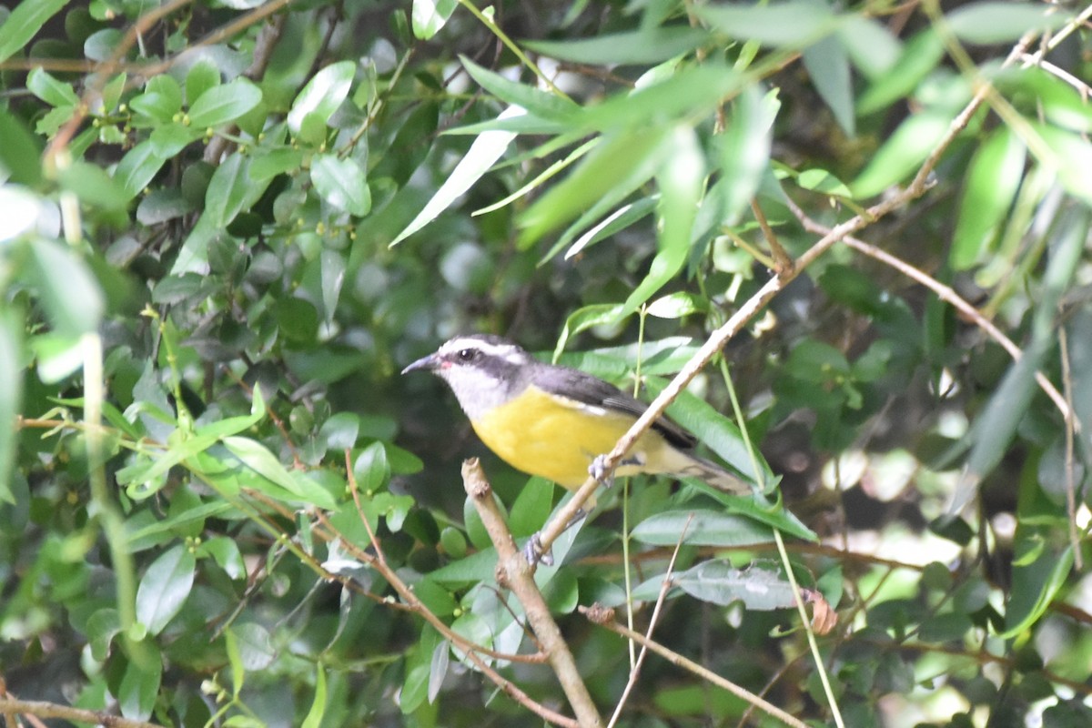 Bananaquit - ML644042898