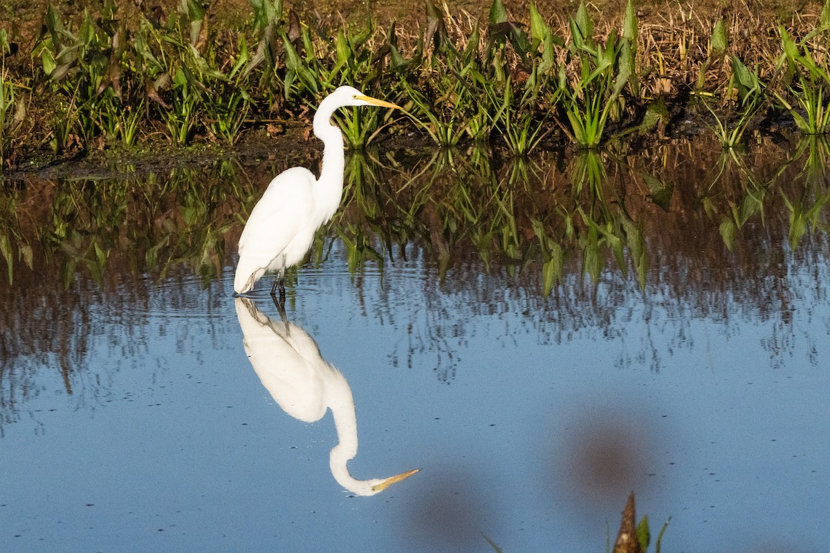 Great Egret - ML644042899