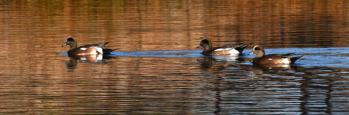 Canard d'Amérique - ML644042969