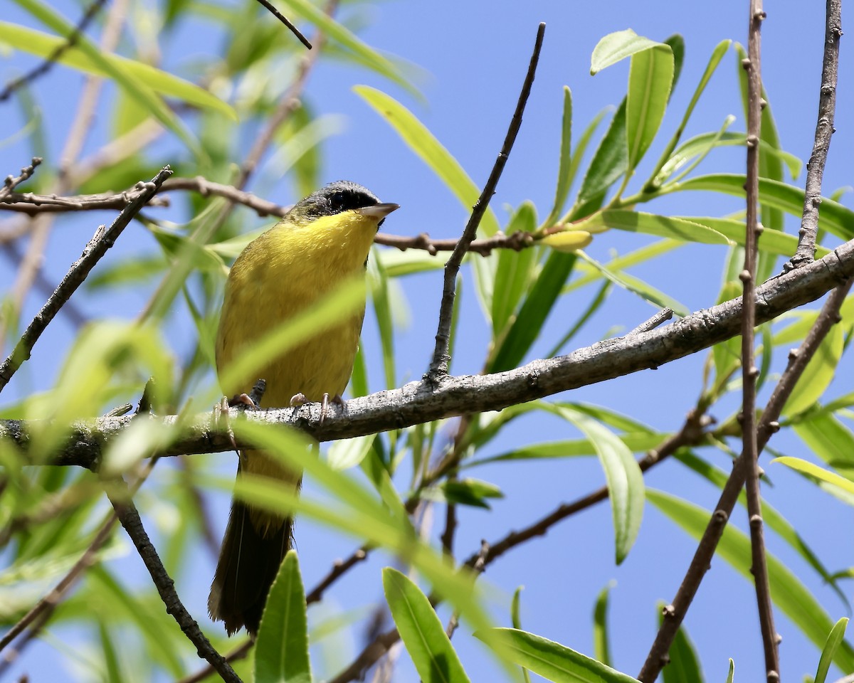 Brasiliengelbkehlchen - ML644042972