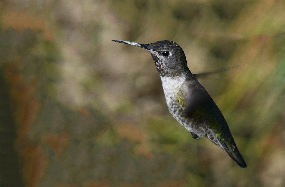 Colibri d'Anna - ML644042977