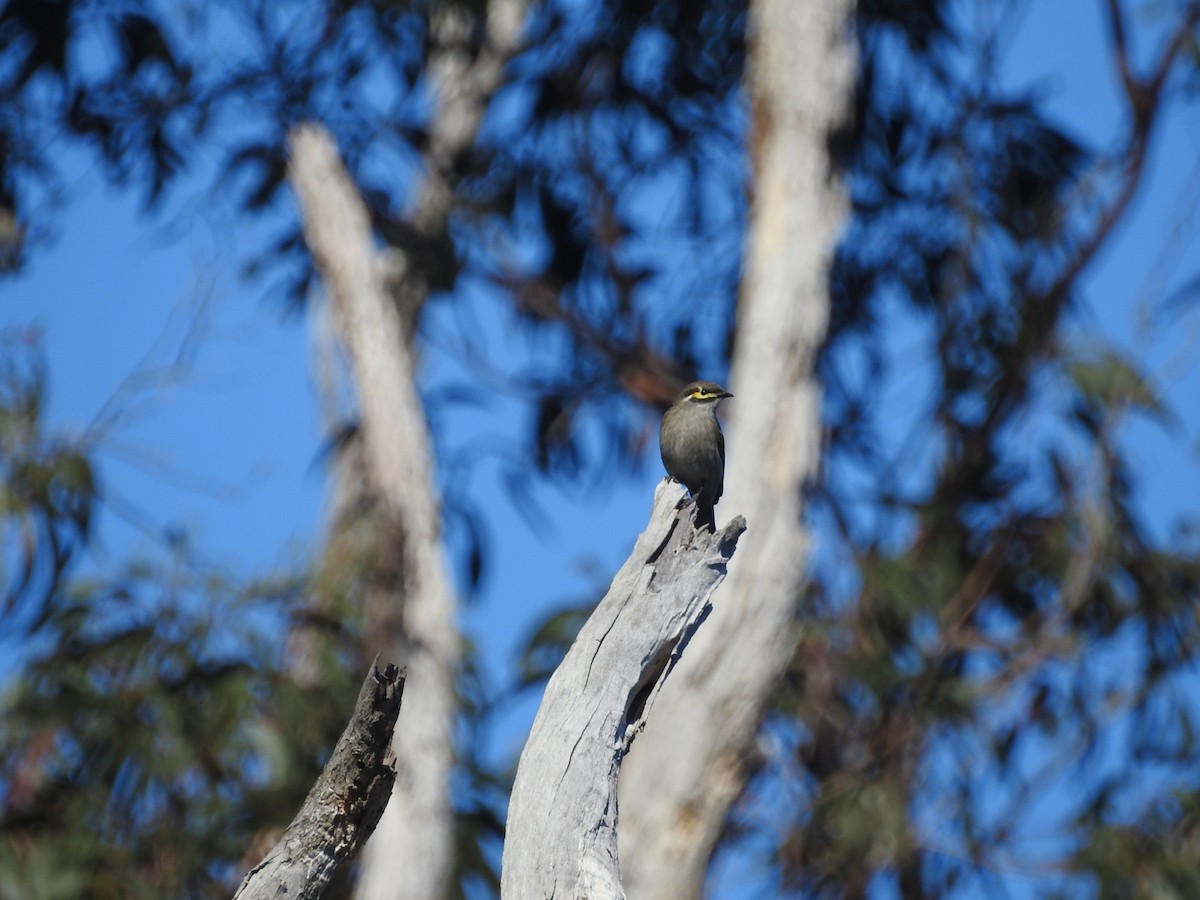 Yellow-faced Honeyeater - ML644042982