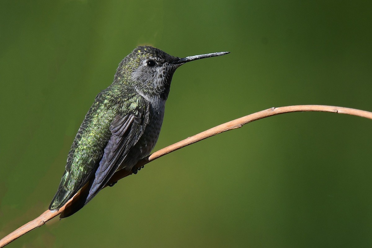 Colibri d'Anna - ML644042985