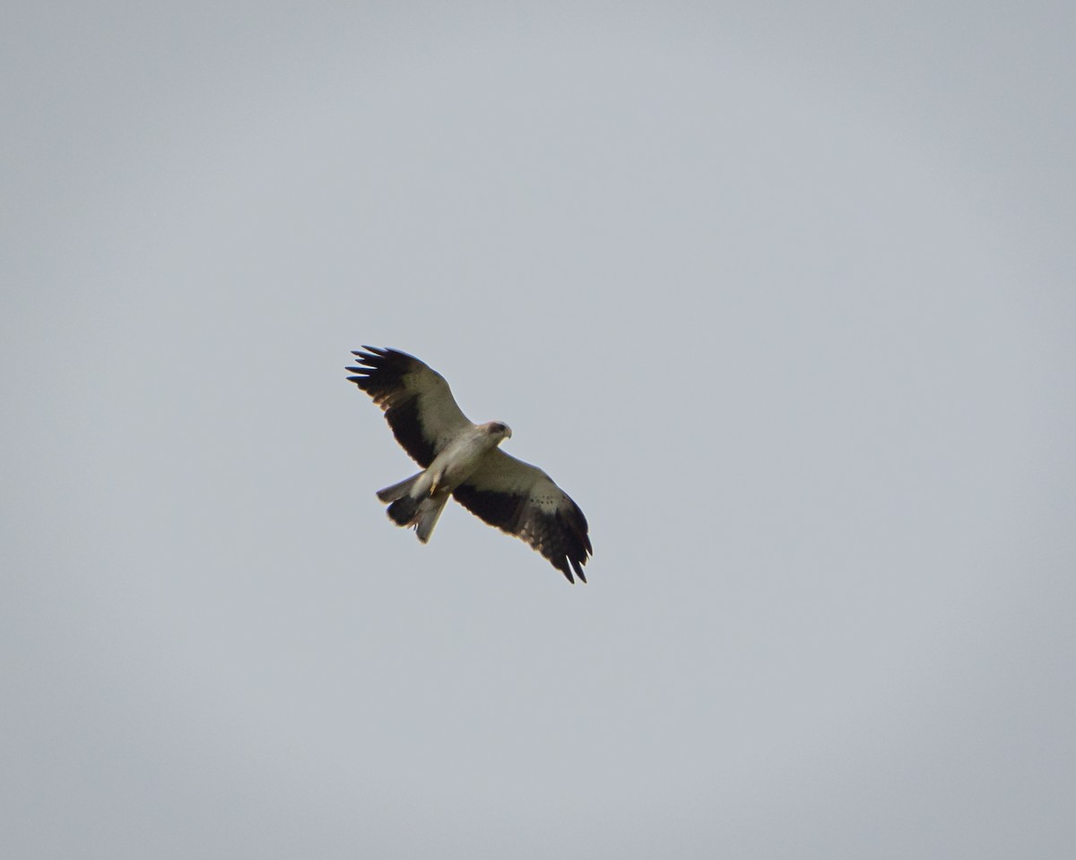 Booted Eagle - ML644042999