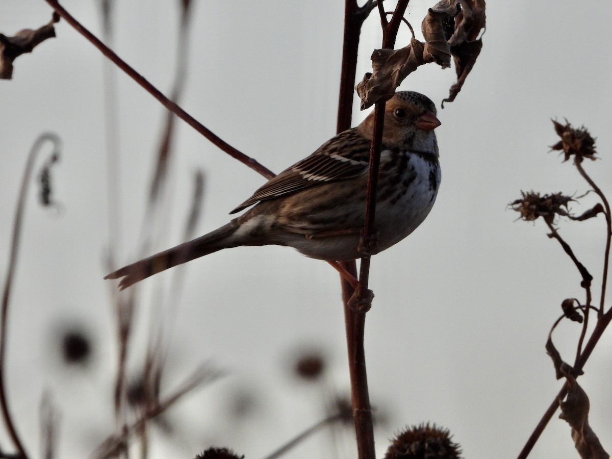 Harris's Sparrow - ML644043004