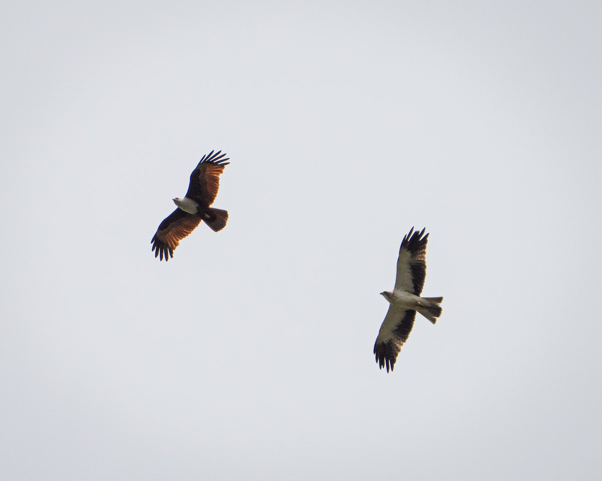 Booted Eagle - ML644043008