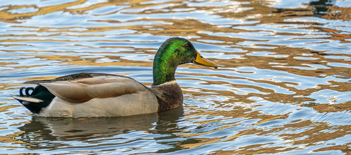Stockente - ML644043036