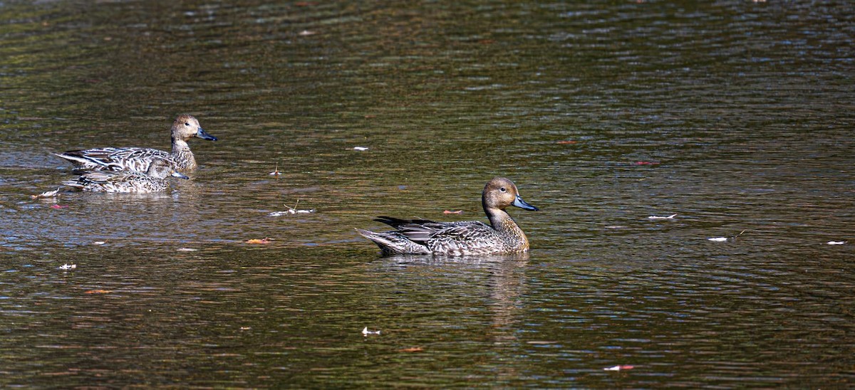 Spießente - ML644043040