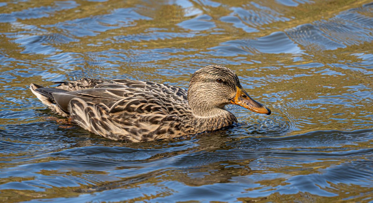 Stockente - ML644043043