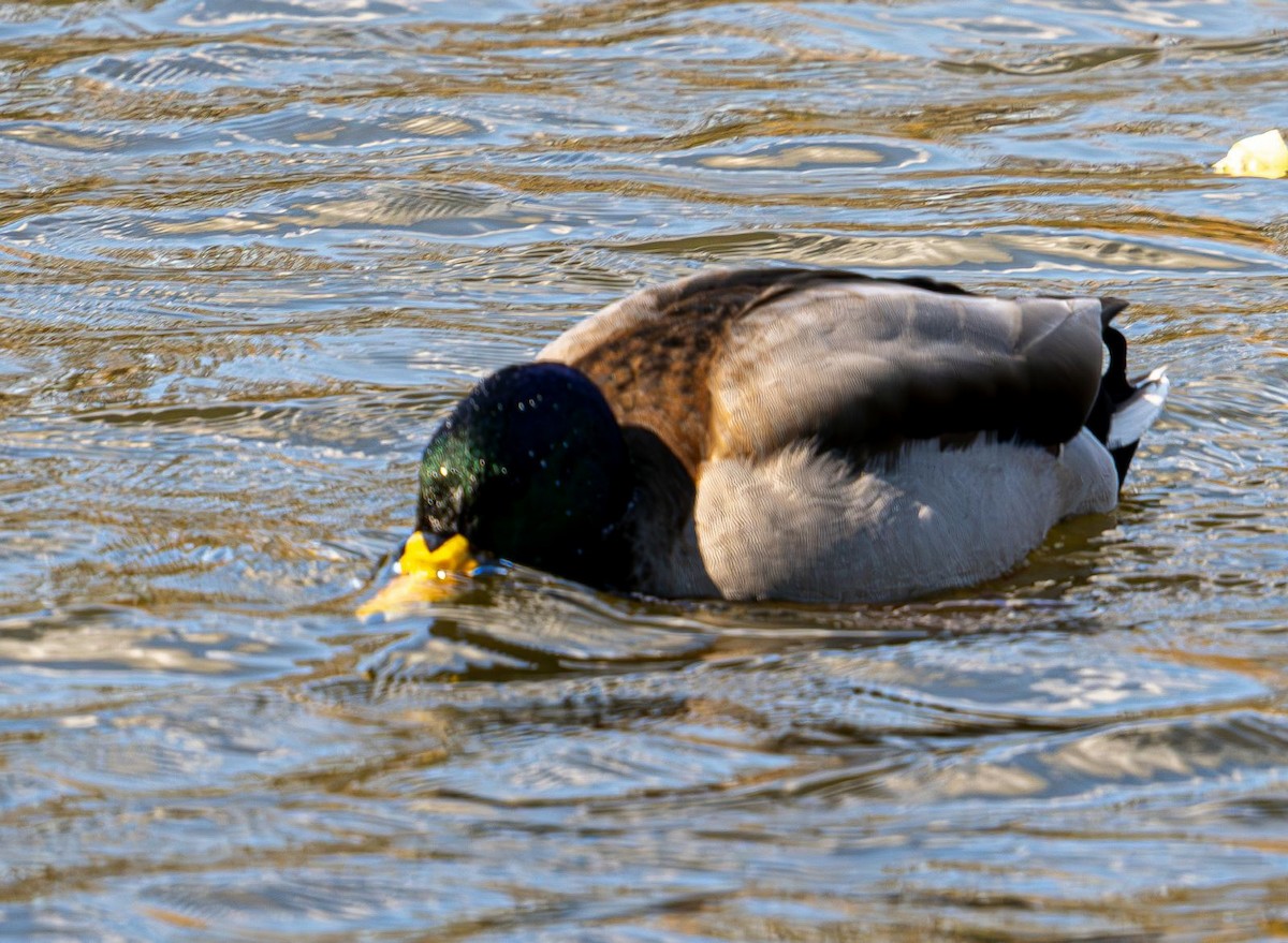 Stockente - ML644043044