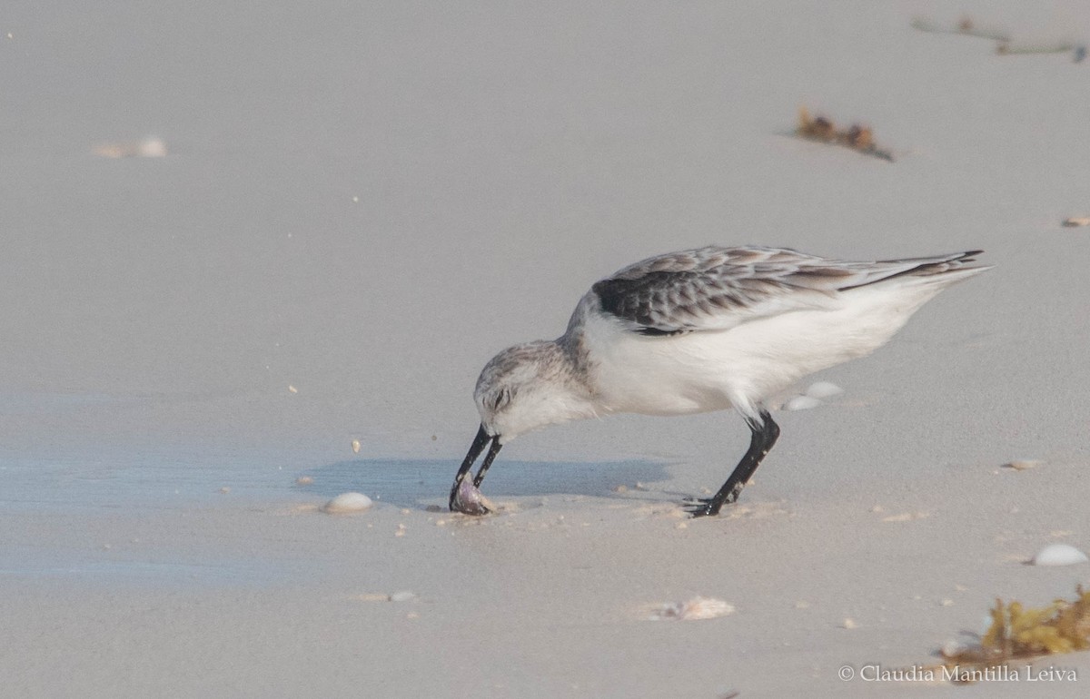 Sanderling - ML644043062