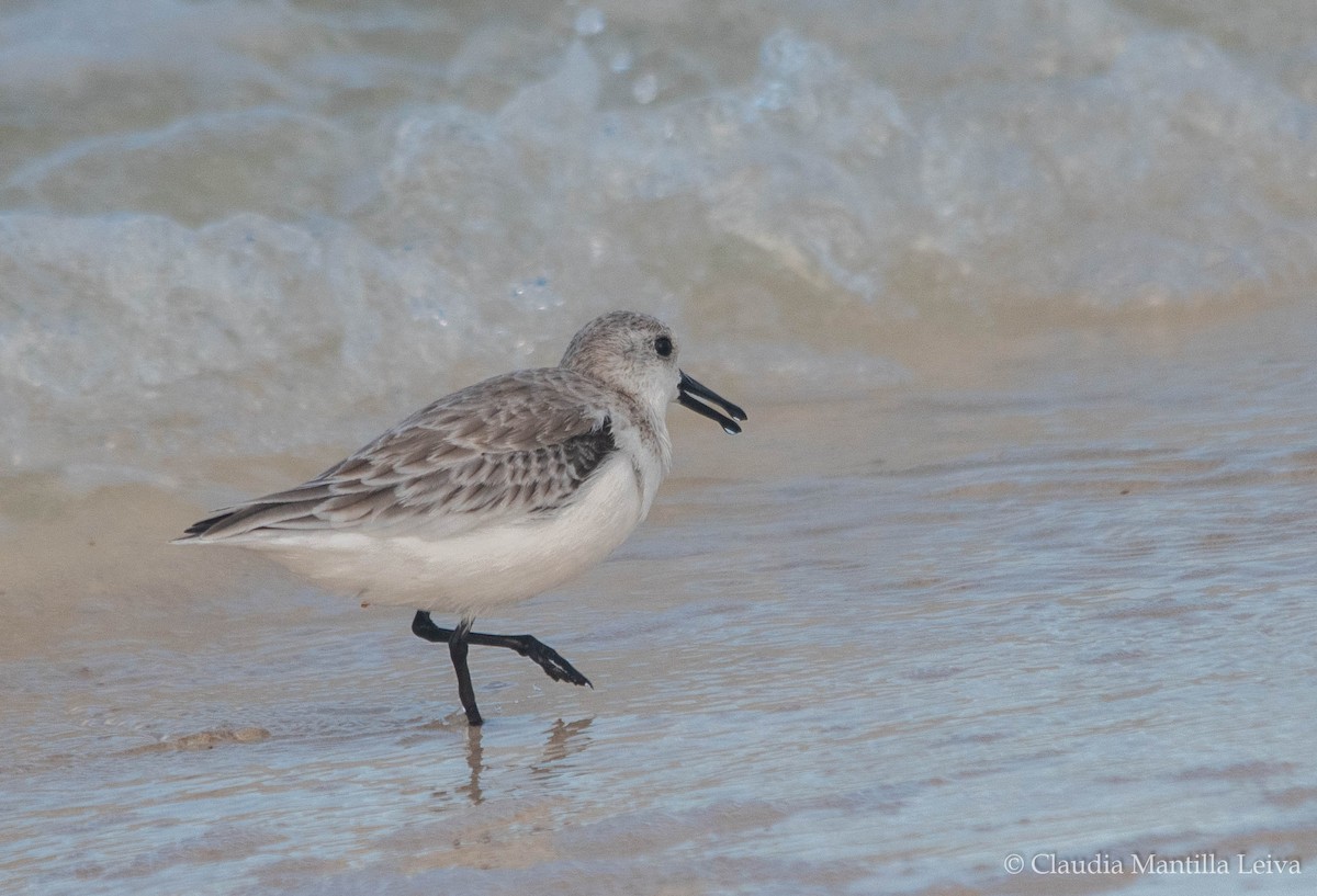 Sanderling - ML644043063