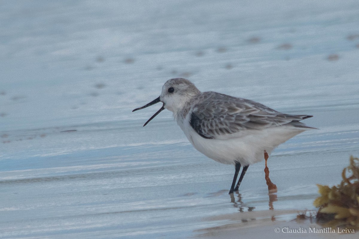 Sanderling - ML644043064