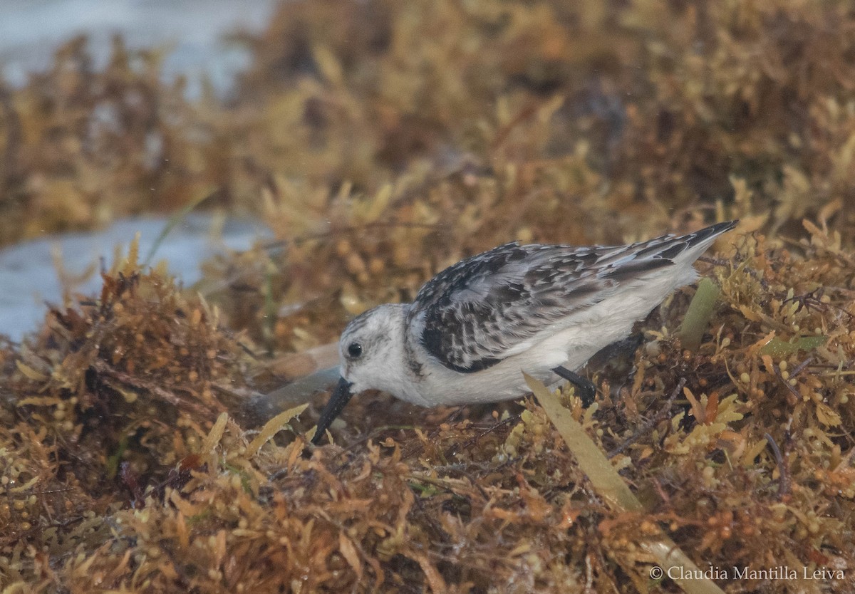 Sanderling - ML644043065