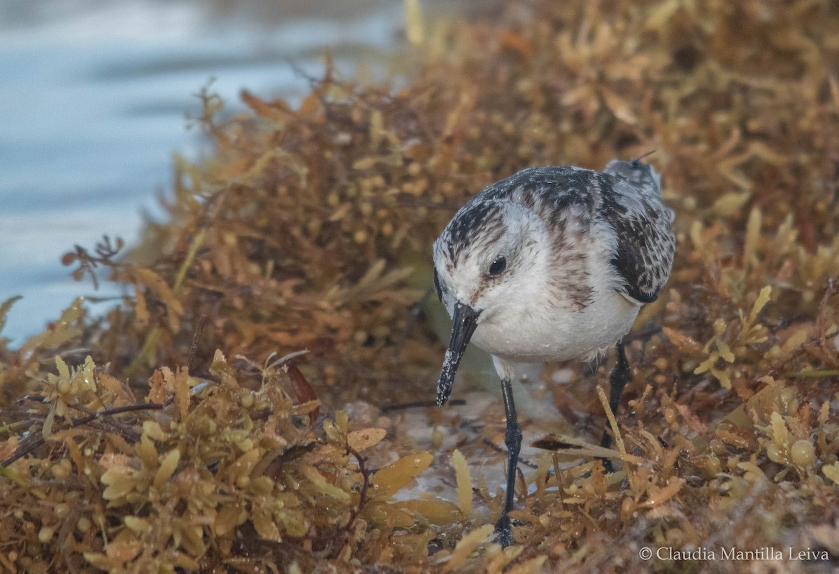 Sanderling - ML644043066