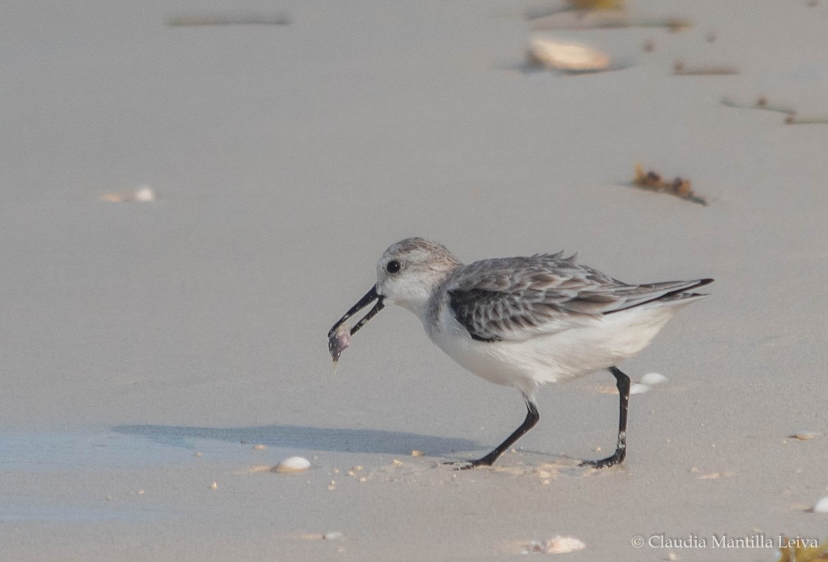 Sanderling - ML644043067