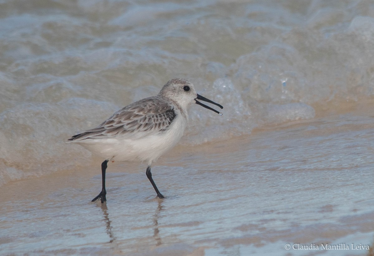 Sanderling - ML644043068