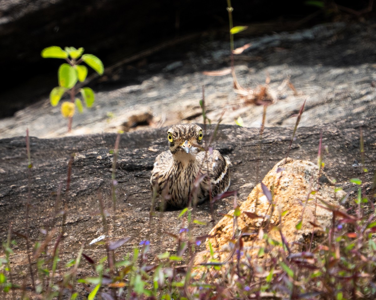 Indian Thick-knee - ML644043092