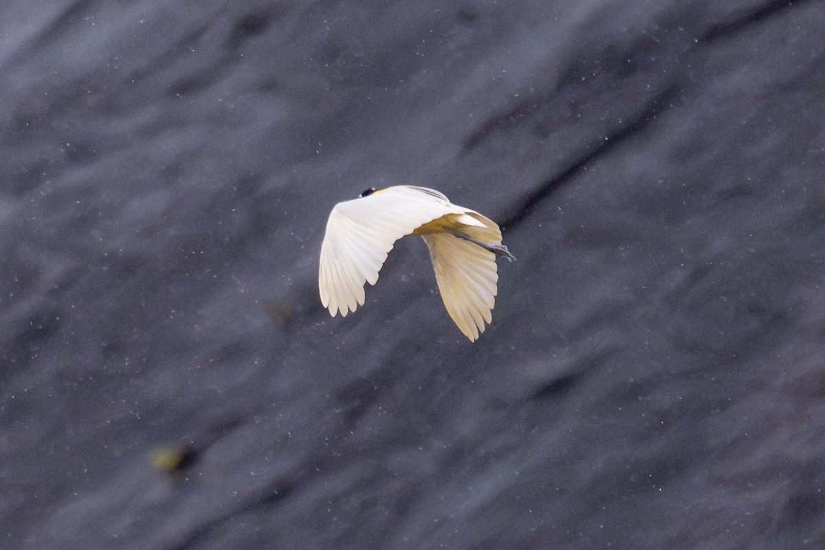 Capped Heron - ML644043098