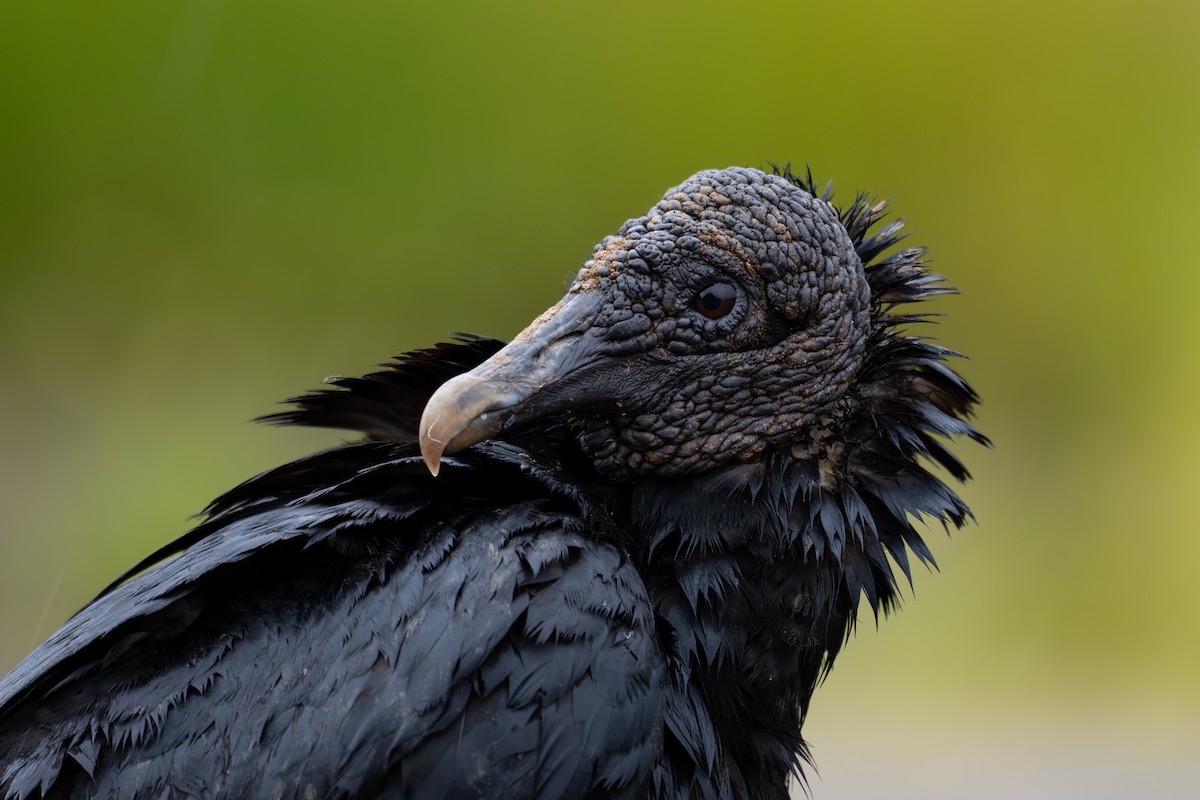 Black Vulture - ML644043104