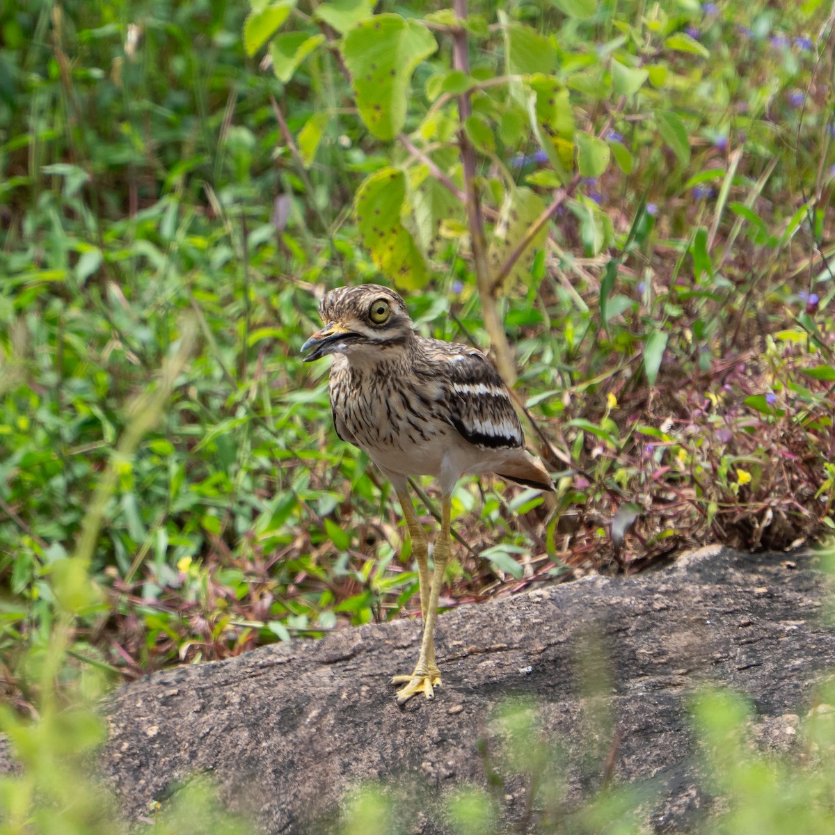 Indian Thick-knee - ML644043109