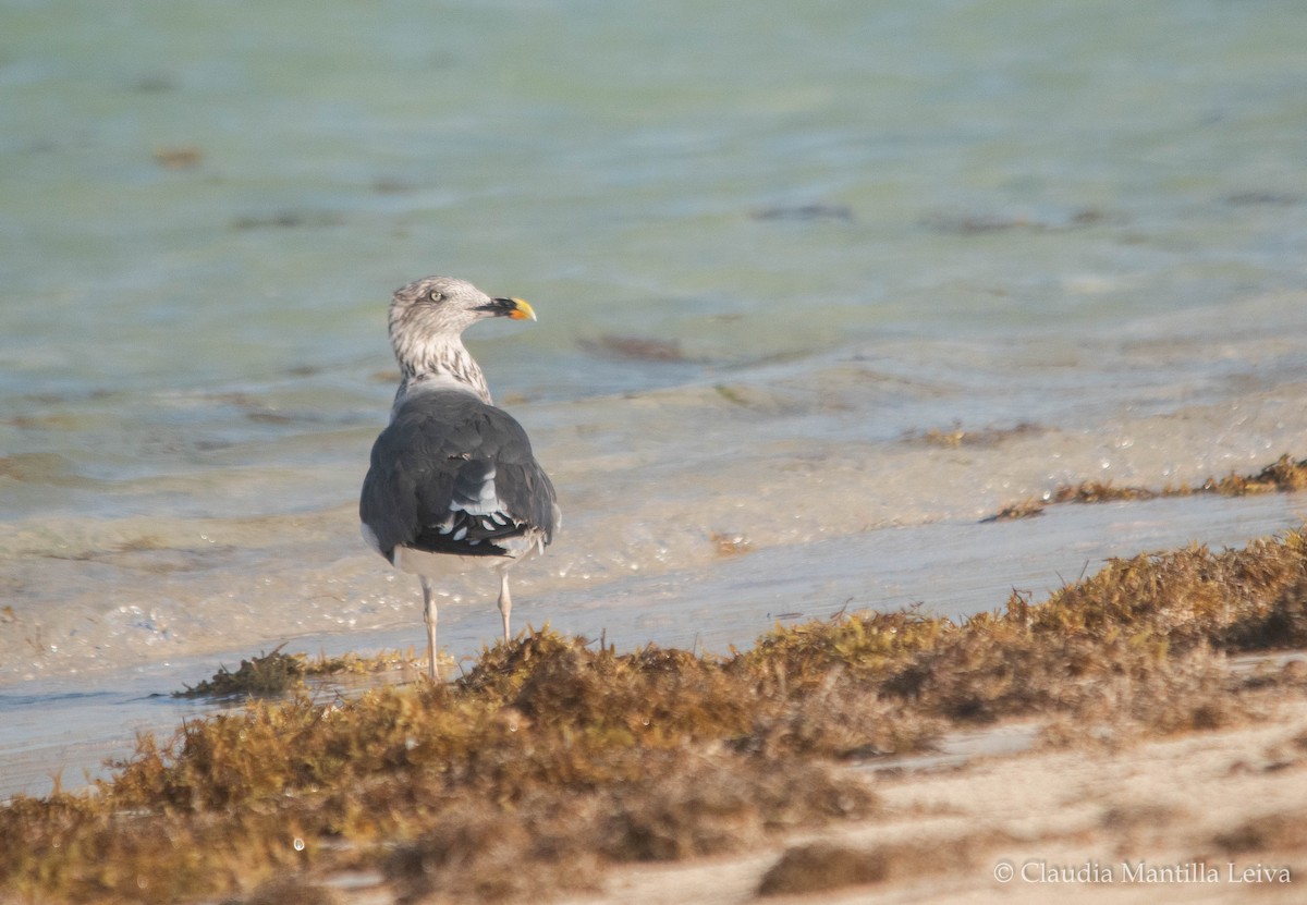 Lesser Black-backed Gull - ML644043115