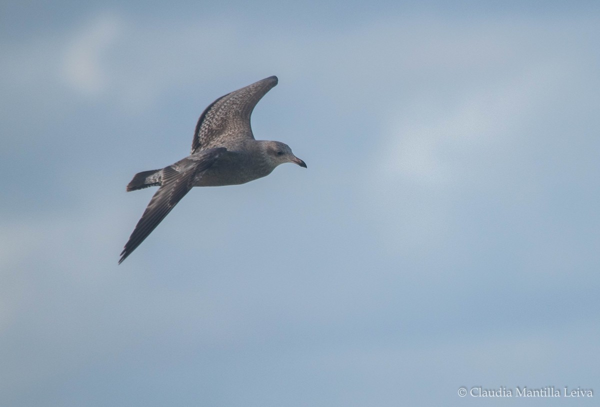 Lesser Black-backed Gull - ML644043116