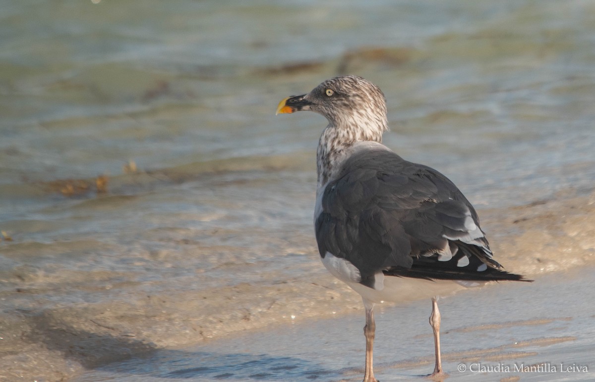 Lesser Black-backed Gull - ML644043117