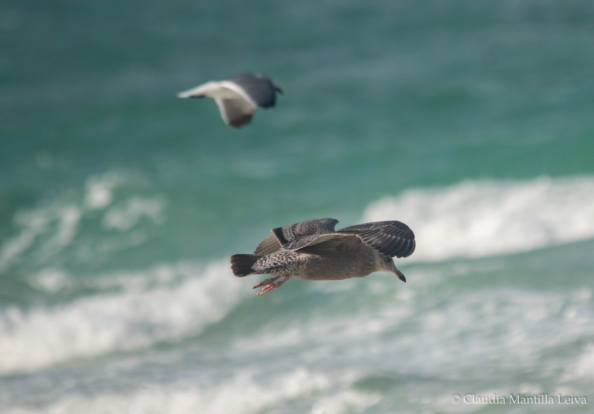Lesser Black-backed Gull - ML644043118