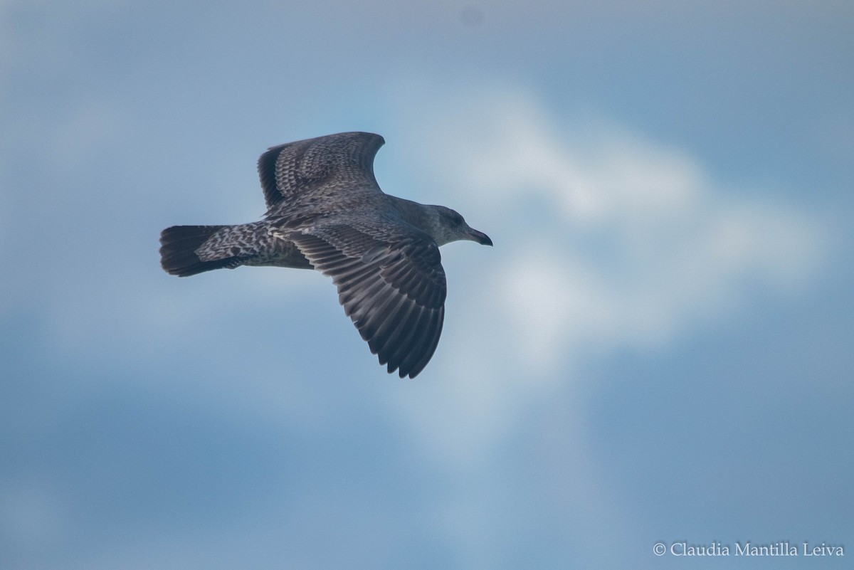 Lesser Black-backed Gull - ML644043119