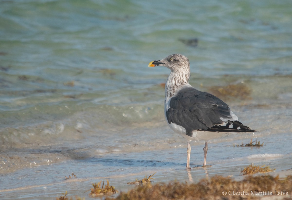 Lesser Black-backed Gull - ML644043120