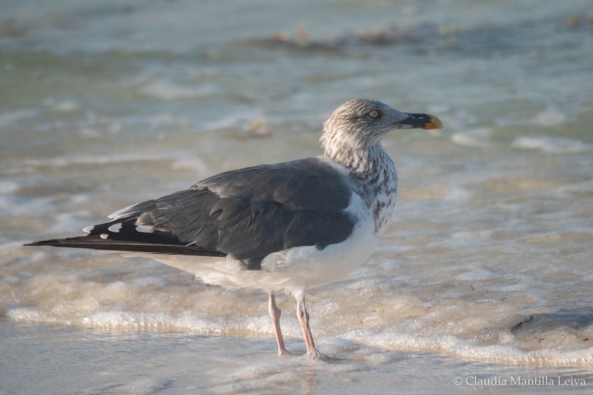 Lesser Black-backed Gull - ML644043121