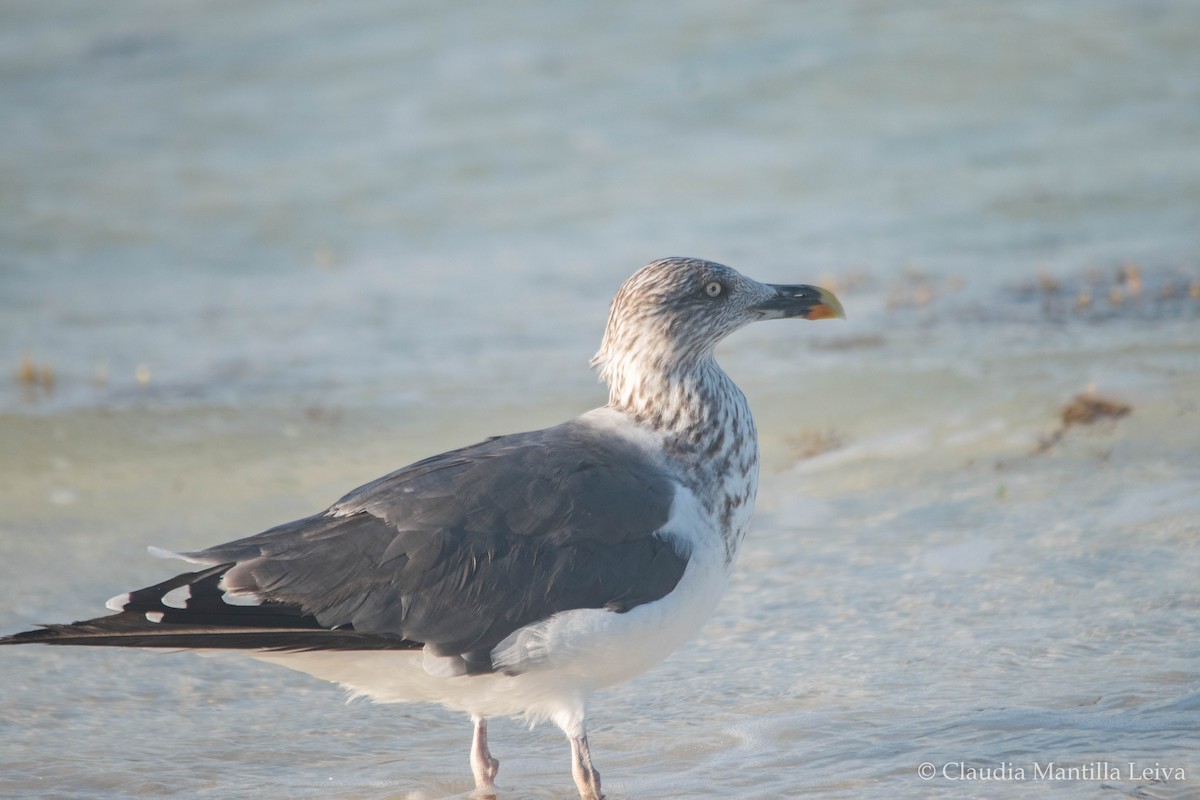 Lesser Black-backed Gull - ML644043122