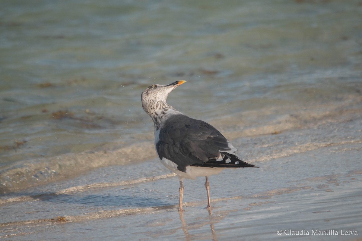 Lesser Black-backed Gull - ML644043124