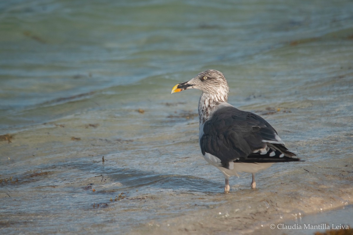 Lesser Black-backed Gull - ML644043127