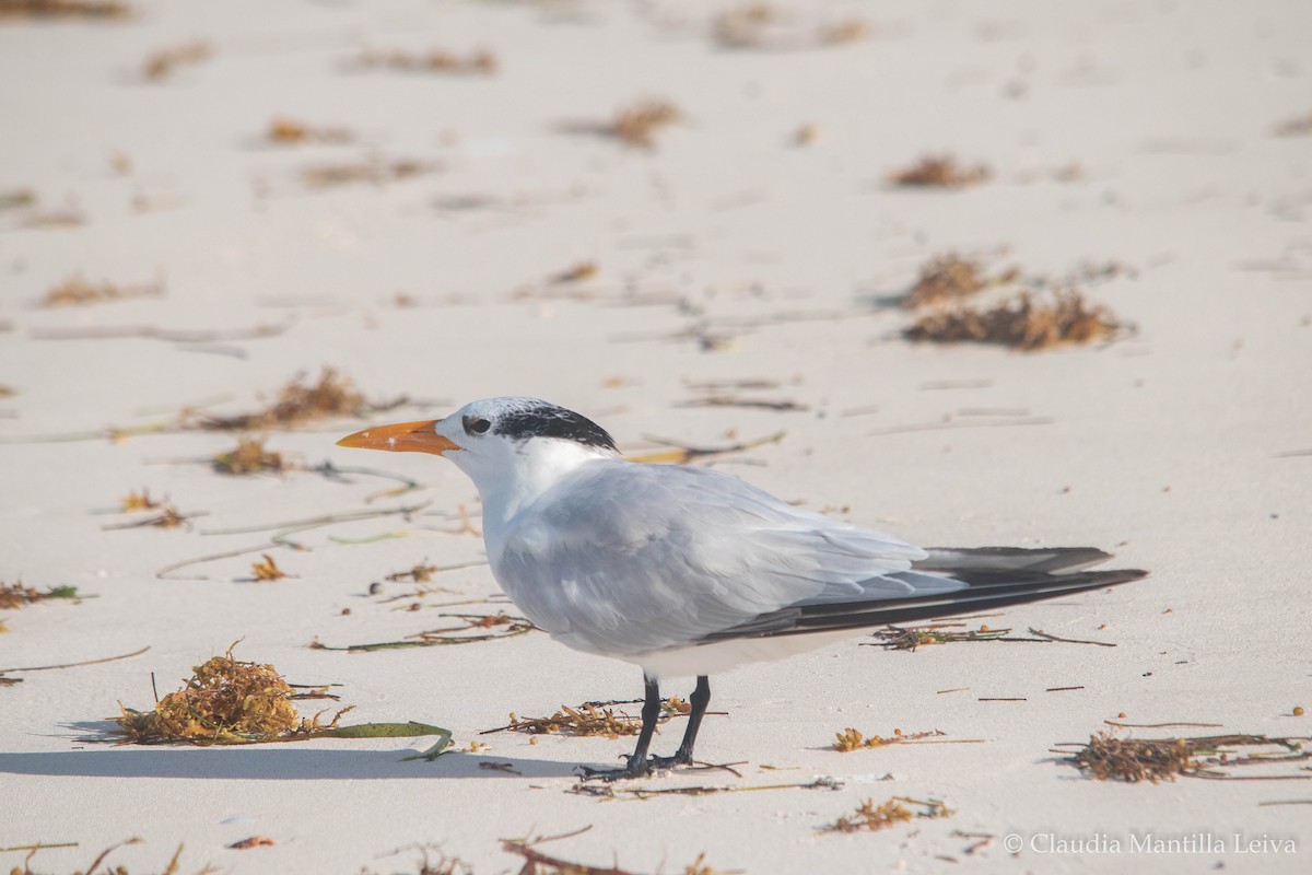 Royal Tern - ML644043145