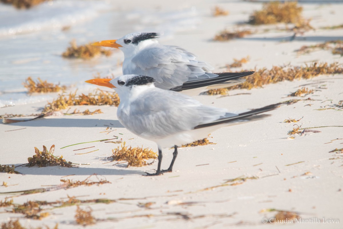 Royal Tern - ML644043146