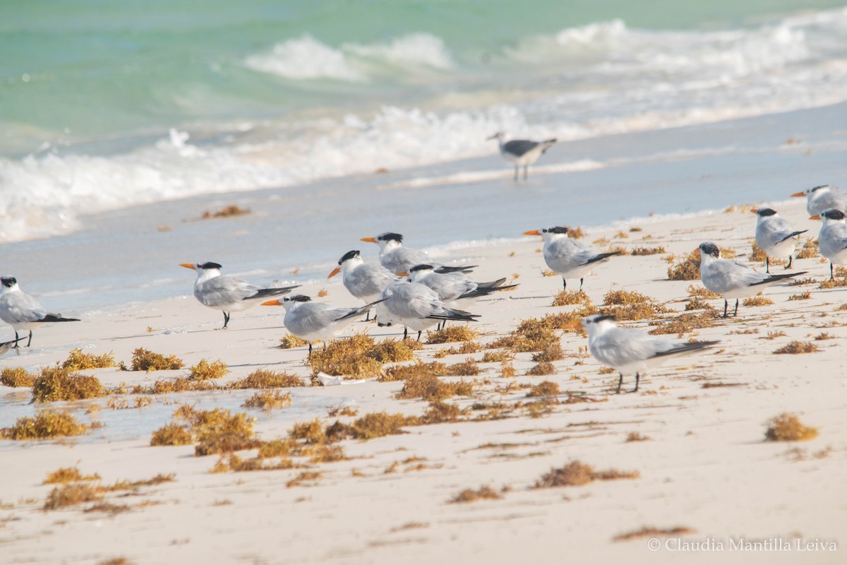 Royal Tern - ML644043150