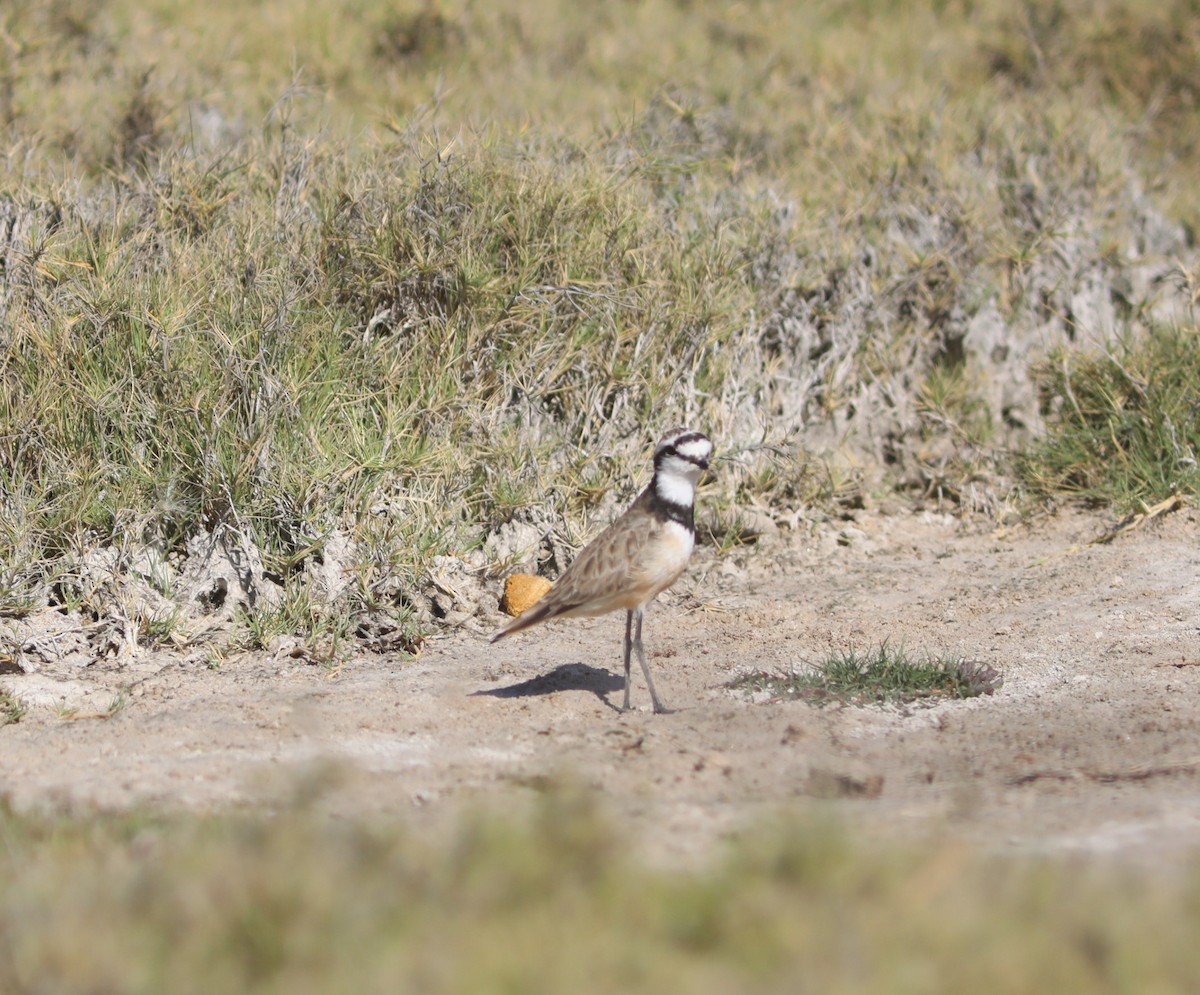 madagaskarlo - ML644043165