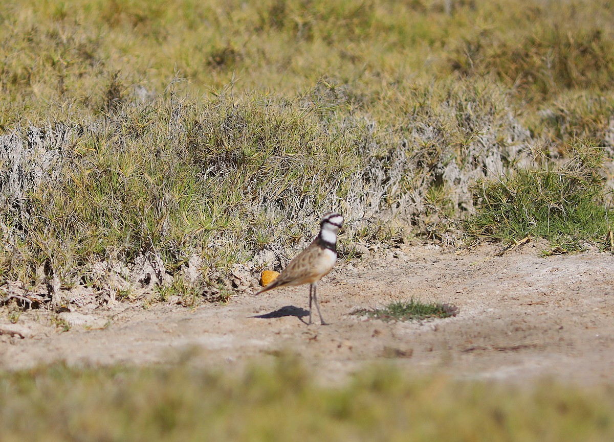 madagaskarlo - ML644043166