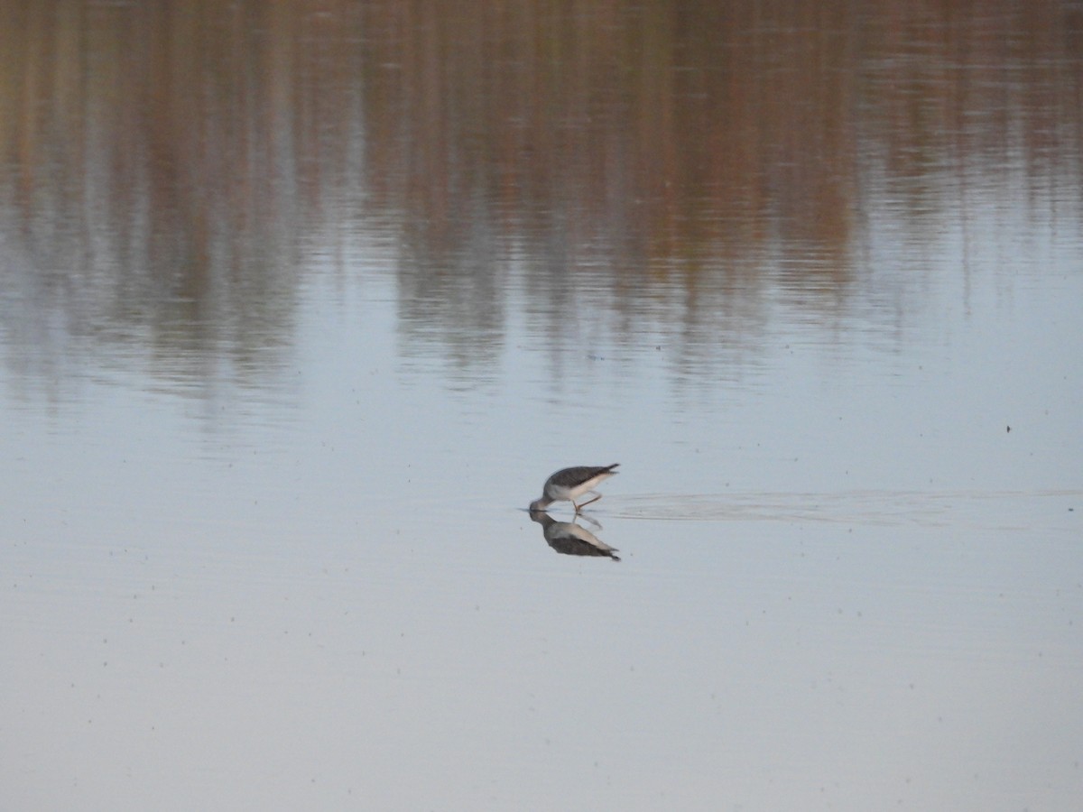 gulbeinsnipe - ML644043167