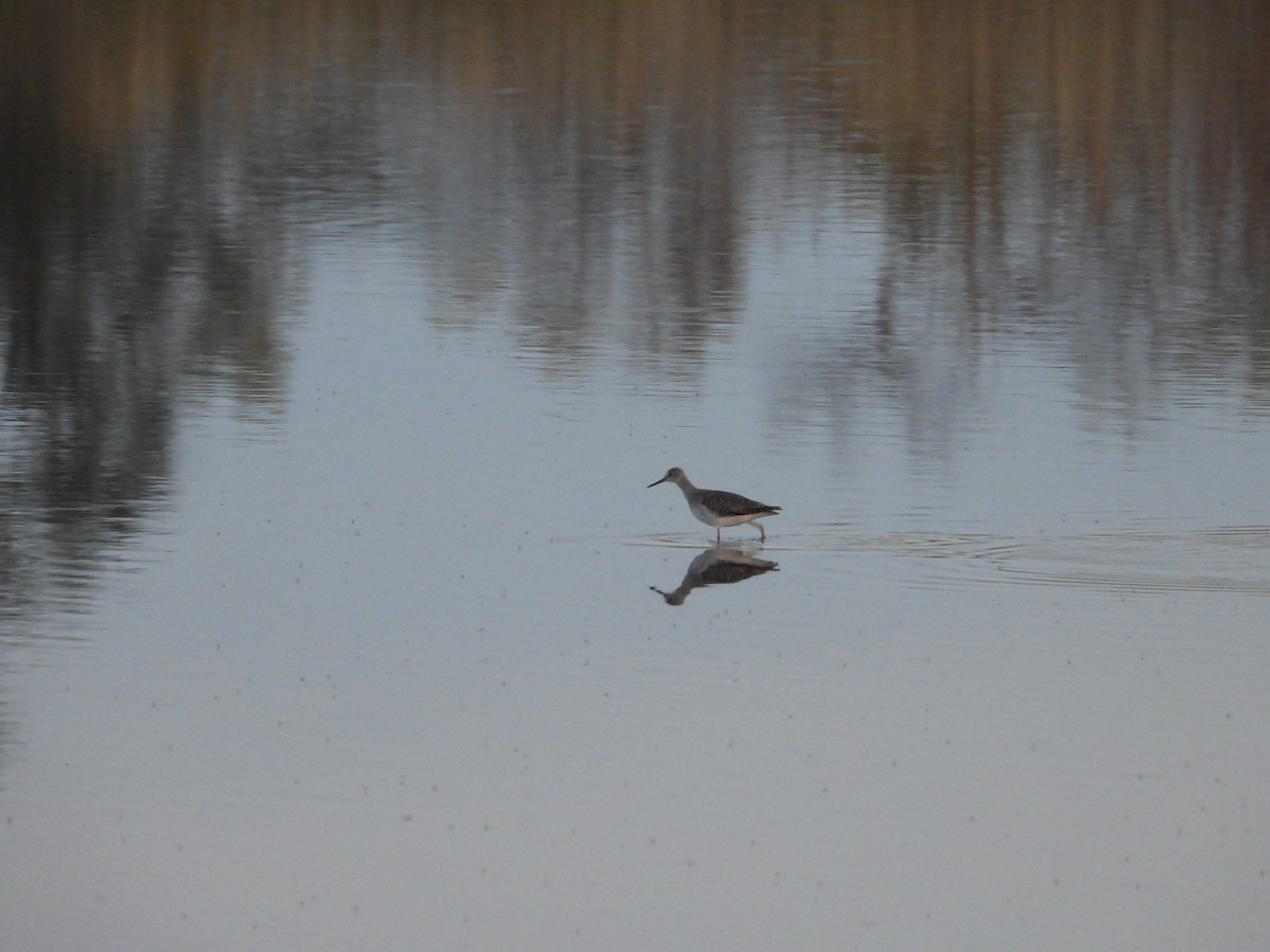 gulbeinsnipe - ML644043169
