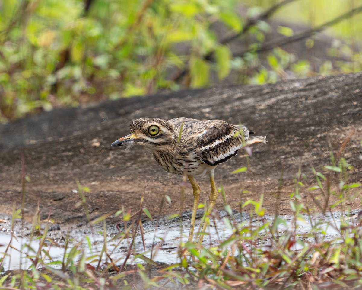 Indian Thick-knee - ML644043172