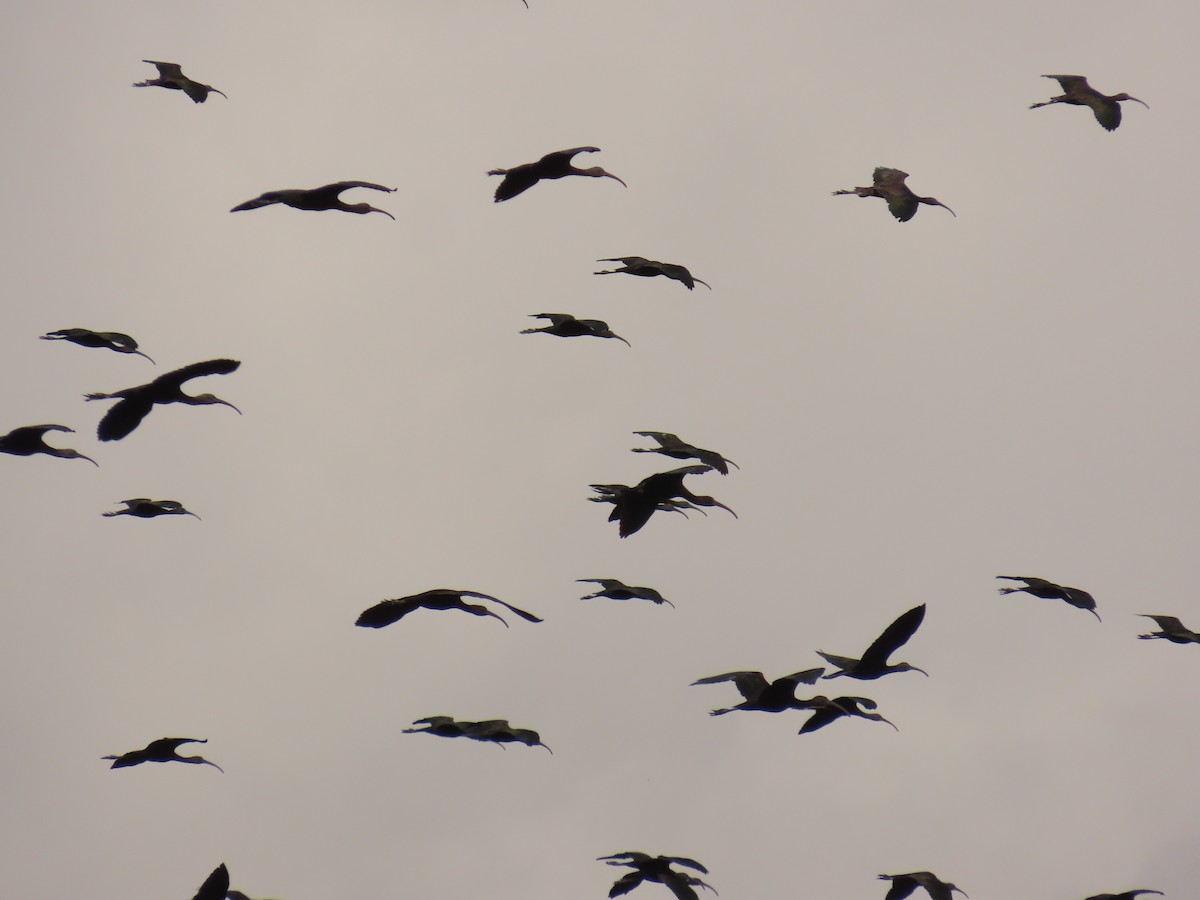 bronseibis - ML644043177
